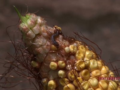 Locked brunette is handcuffed and has to eat spoiled corn